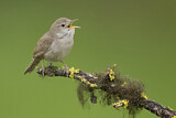 Image. House Wren