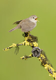 Image. House Wren