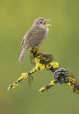 Image. House Wren