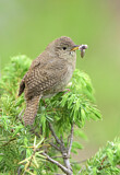 Image. House Wren