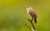 Image. House Wren