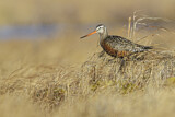 Image. Hudsonian Godwit