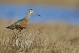 Image. Hudsonian Godwit