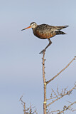 Image. Hudsonian Godwit