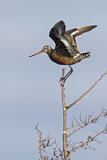 Image. Hudsonian Godwit
