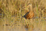 Image. Hudsonian Godwit