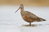 Image. Hudsonian Godwit