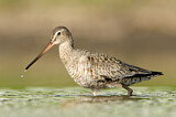 Image. Hudsonian Godwit
