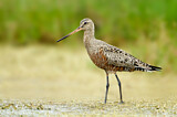 Image. Hudsonian Godwit