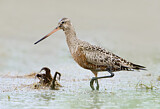 Image. Hudsonian Godwit