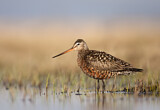 Image. Hudsonian Godwit