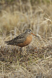 Image. Hudsonian Godwit