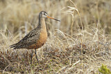 Image. Hudsonian Godwit
