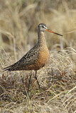Image. Hudsonian Godwit
