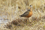 Image. Hudsonian Godwit