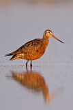 Image. Hudsonian Godwit