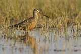 Image. Hudsonian Godwit