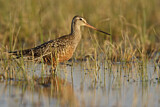 Image. Hudsonian Godwit