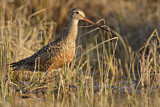 Image. Hudsonian Godwit