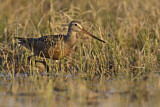 Image. Hudsonian Godwit