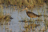 Image. Hudsonian Godwit