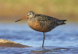 Image. Hudsonian Godwit