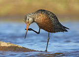 Image. Hudsonian Godwit