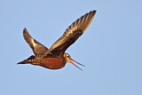 Image. Hudsonian Godwit