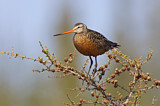 Image. Hudsonian Godwit