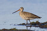 Image. Hudsonian Godwit