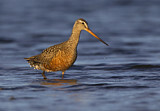 Image. Hudsonian Godwit