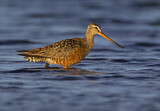 Image. Hudsonian Godwit