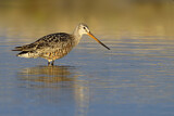 Image. Hudsonian Godwit