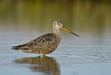 Image. Hudsonian Godwit