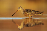 Image. Hudsonian Godwit