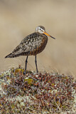 Image. Hudsonian Godwit