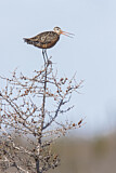 Image. Hudsonian Godwit