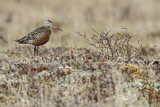 Image. Hudsonian Godwit
