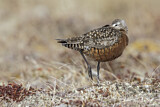 Image. Hudsonian Godwit