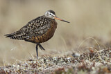 Image. Hudsonian Godwit
