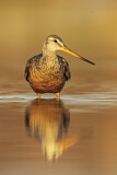 Image. Hudsonian Godwit