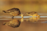 Image. Hudsonian Godwit