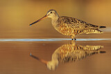Image. Hudsonian Godwit