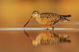 Image. Hudsonian Godwit