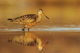 Image. Hudsonian Godwit