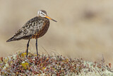 Image. Hudsonian Godwit