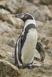 Image. Humboldtpinguin