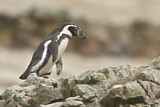 Image. Humboldtpinguin