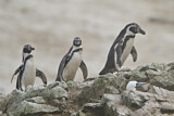 Image. Humboldtpinguin
