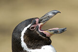 Image. Humboldtpinguin